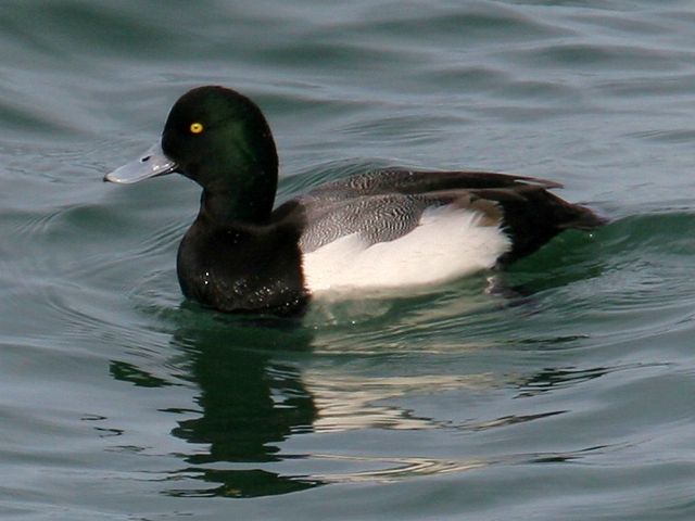 Greater Scaup